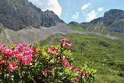 77  Rododendro irsuto (Rhododendron hirsutum) con vista sulla Bocchetta di Corna Piana